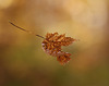 les feuilles tombent