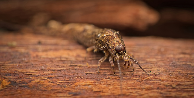 Der Felsenspringer (Archaeognatha) ist vor meiner Linse gelandet :)) The rock skipper (Archaeognatha) landed in front of my lens :)) Le sauteur des rochers (Archaeognatha) a atterri devant mon objecti