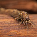 Der Felsenspringer (Archaeognatha) ist vor meiner Linse gelandet :)) The rock skipper (Archaeognatha) landed in front of my lens :)) Le sauteur des rochers (Archaeognatha) a atterri devant mon objectif :))