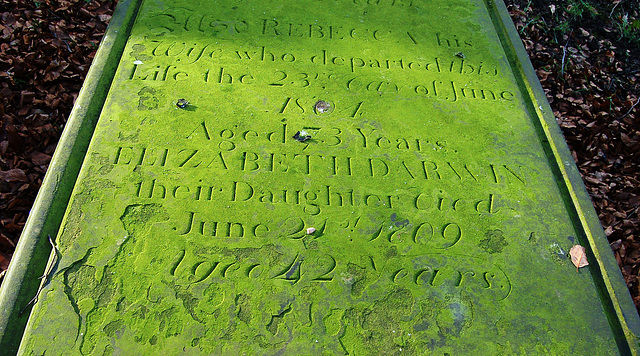 Memorial to Elizabeth, daughter of Charles and Rebecca Darwin, Wentworth Old Church, South Yorkshire