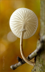 Tiny Porcelain fungus ~ Porseleinzwam (Mucidula mucida ~ Oudemansiella mucida)...
