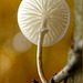 Tiny Porcelain fungus ~ Porseleinzwam (Mucidula mucida ~ Oudemansiella mucida)...