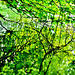 Liquid Leaves 1