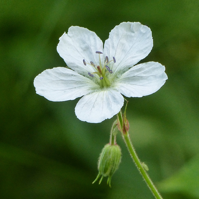 Richardson's Geranium / Geranium richardsonii