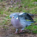 Wood pigeon