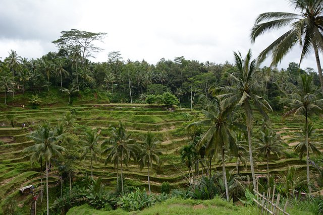 Indonesia, Bali, Tegallalang Rice Terraces