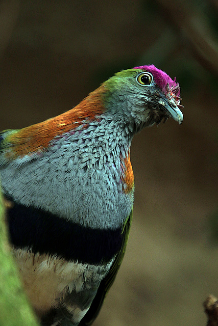 Sa tête quand je lui ai dit " le p'tit oiseau va sortir "