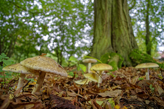 19.10.11 Knollenblätterpilz 1