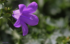 Campanule des murailles - Campanula portenschlagiana