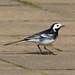 EF7A8788 PiedWagtail