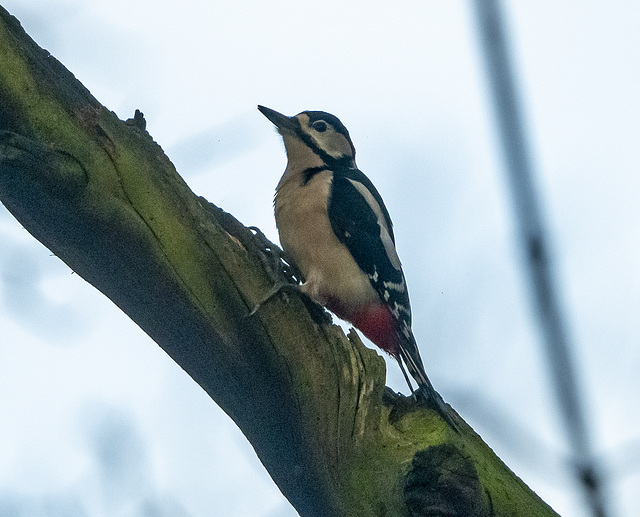 Great spotted woodpecker