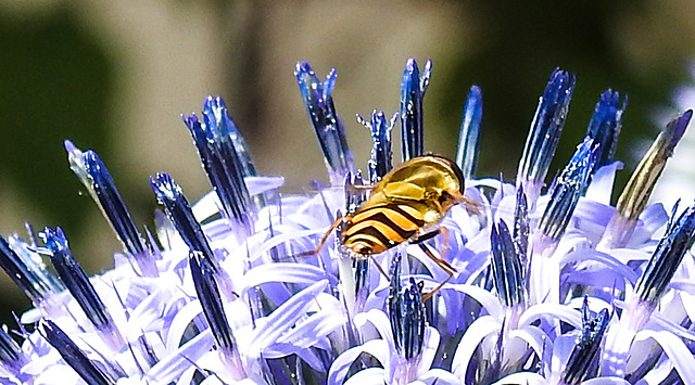 20230716 2035CPw [D~LIP] Kugeldistel (Echinops banaticus), Große Schwebfliege Syrphus ribesii), Bad Salzuflen