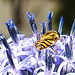 20230716 2035CPw [D~LIP] Kugeldistel (Echinops banaticus), Große Schwebfliege Syrphus ribesii), Bad Salzuflen