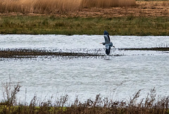 Grey heron