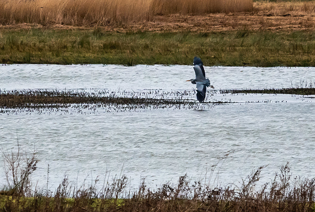Grey heron