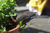 Amsel in Akelei