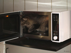 Milly checking the microwave