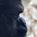 Gorilla im Bioparc Valencia (© Buelipix)