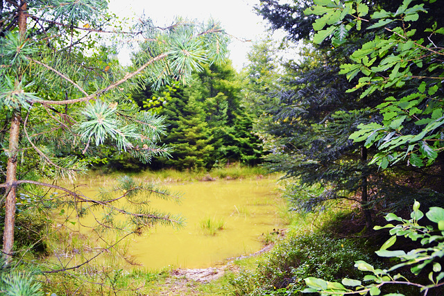 Yellow forest pond