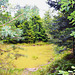 Yellow forest pond