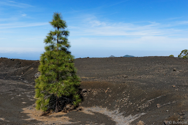 durch die Lava-Felder (© Buelipix)