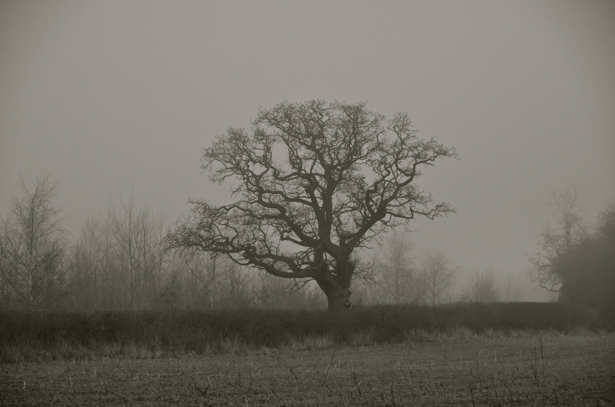 Misty Gnosall fields