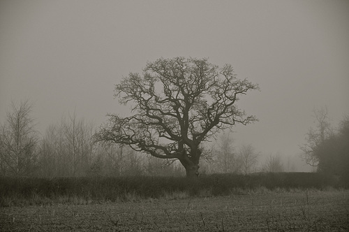 Misty Gnosall fields