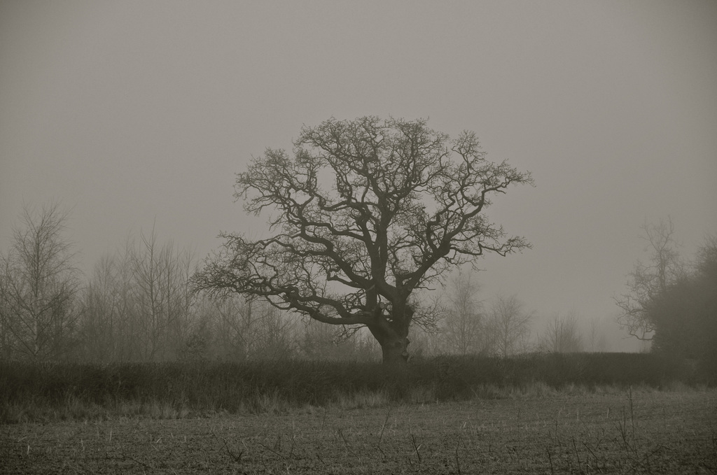 Misty Gnosall fields