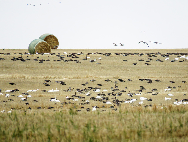 Snow Geese & Greater White-fronted Geese