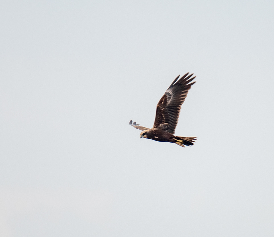 Marsh harrier