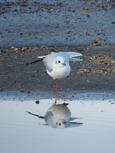 The Simple Beauty of Our Gulls (1) - 3 November 2019