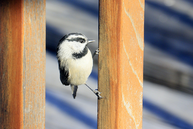 Mountain Chickadee