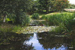 August afternoon by the pond