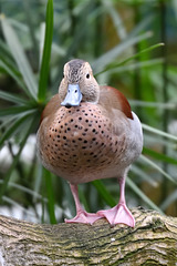 Canard dans une volière ...