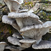 Pilzwelt im Winter (2) - Mushroom world in winter (2)
