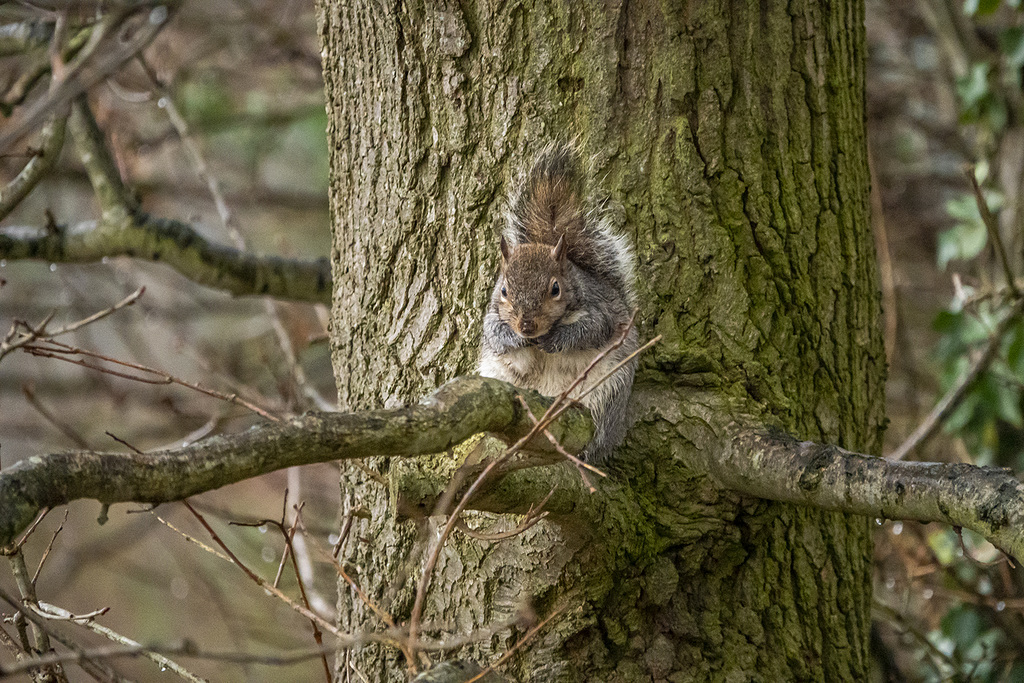 Squirrel