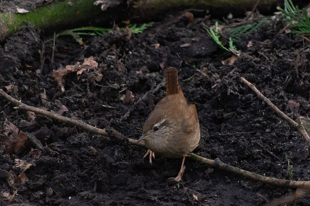 Wren