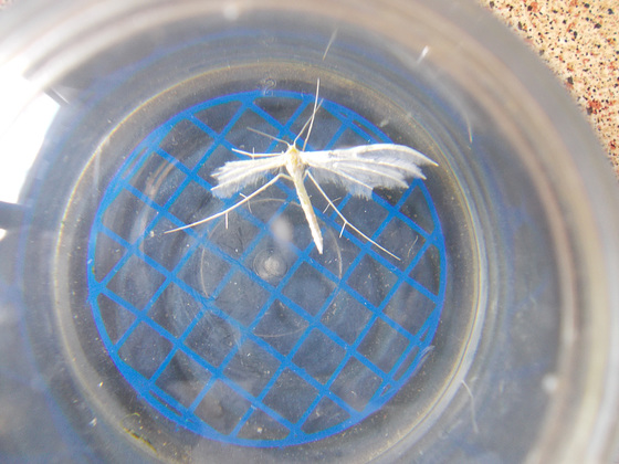 B&M - White Plume Moth