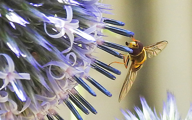 20230716 2036CPw [D~LIP] Kugeldistel (Echinops banaticus), Große Schwebfliege Syrphus ribesii), Bad Salzuflen