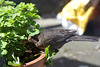 Amsel in Akelei