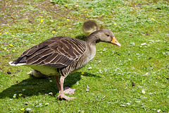 Scenes from Slimbridge (18) - 20 May 2015