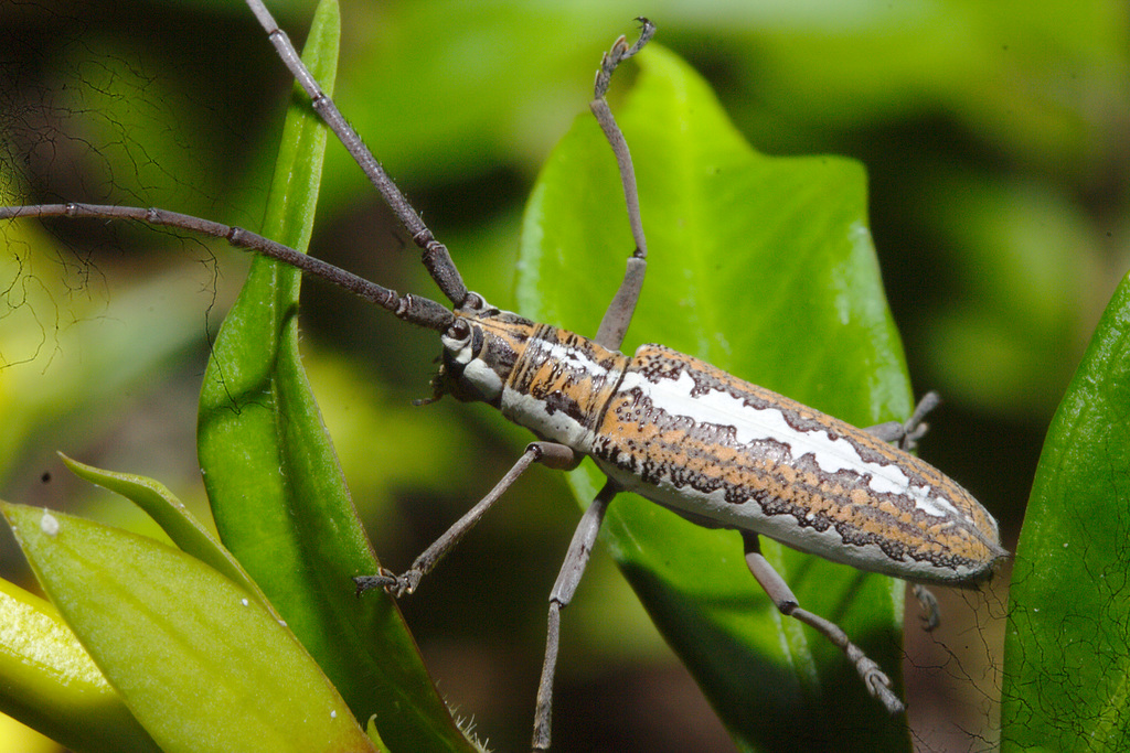 IMG 9112longhornbeetle