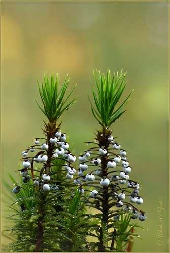 Vlekkig Kristalkopje (Didymium melanosporum)...