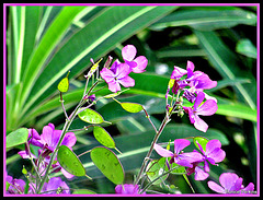 Purple Weeds
