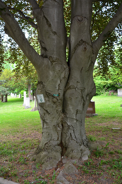 Canada 2016 – Toronto – Mt Pleasant Cemetery – Siamese trees