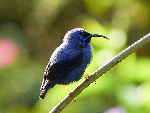 Purple Honeycreeper male, Asa Wright Nature Centre, Trinidad