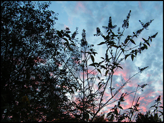 buddleia in a dappled sunset