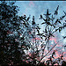 buddleia in a dappled sunset