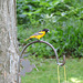 Baltimore Oriole