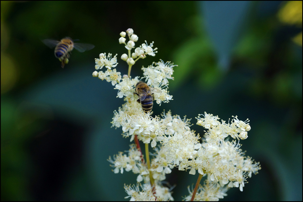 Filipendula ulmaria: Gut gegen Kopfschmerzen